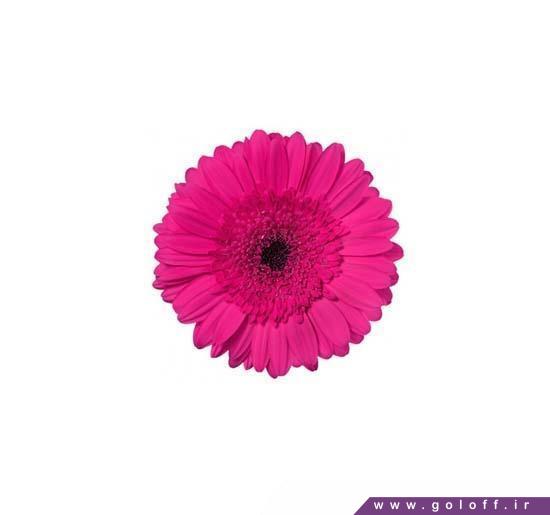 تزیین گل طبیعی - گل ژربرا فرناندا - Gerbera | گل آف
